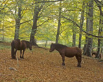 Sierra Urbasa. Jaca de Urbasa